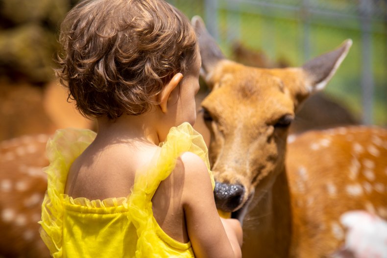 File photo of a toddler and deer.