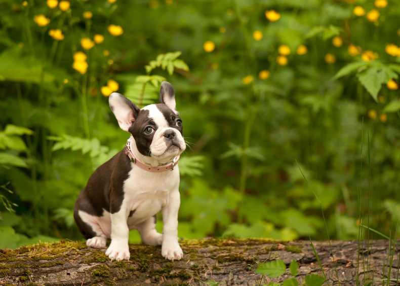 A Boston Terrier