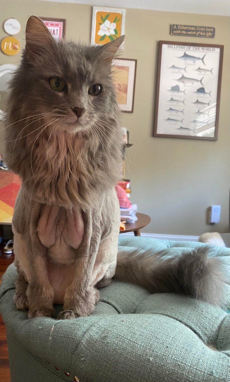 Groomed cat with "lion cut"