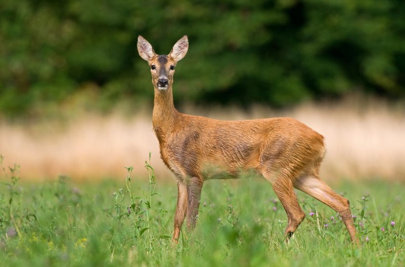 Deer in nature