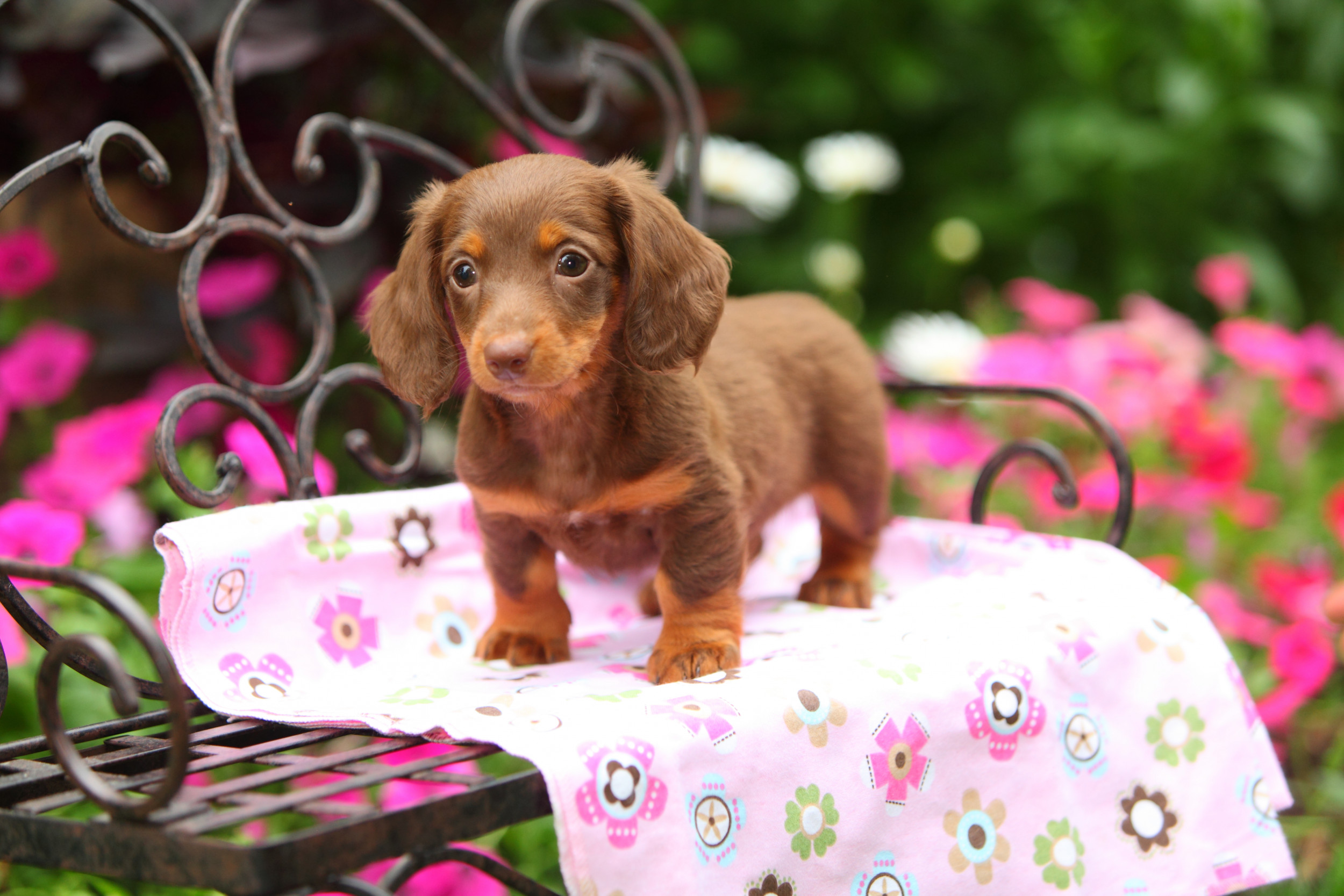 puppy wiener dog