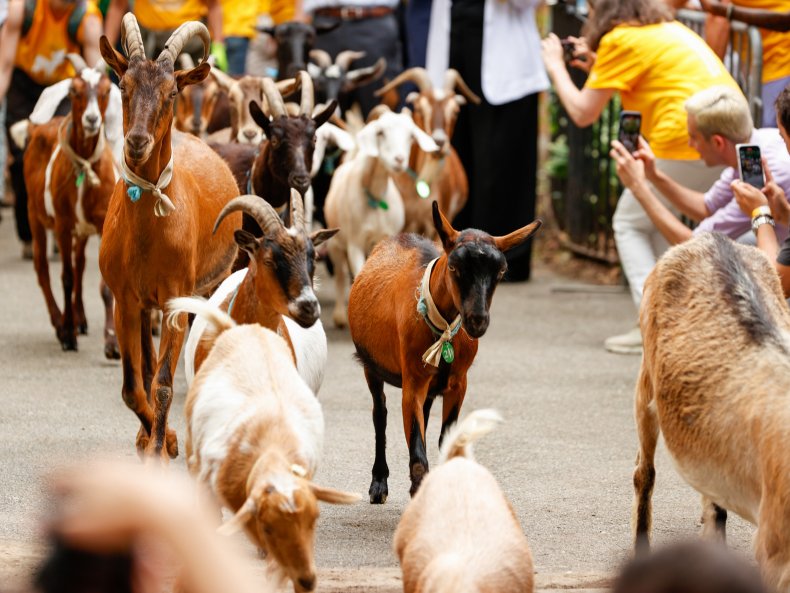Running of the goats