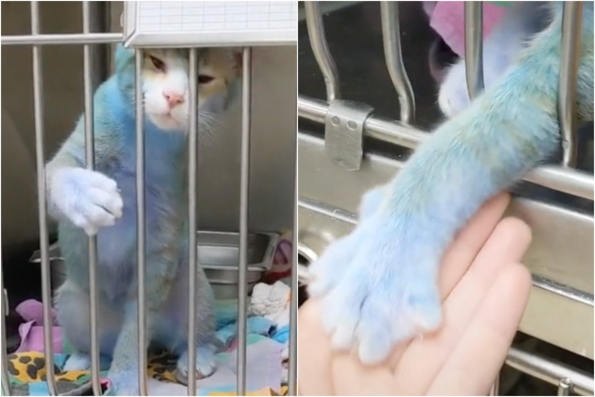 Blue Shelter Cat Originally Thought to Be ‘Dog Fight Bait’ Amazes 4 Million Viewers