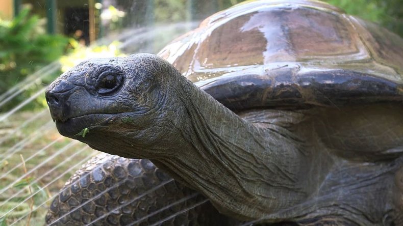Schurli the tortoise