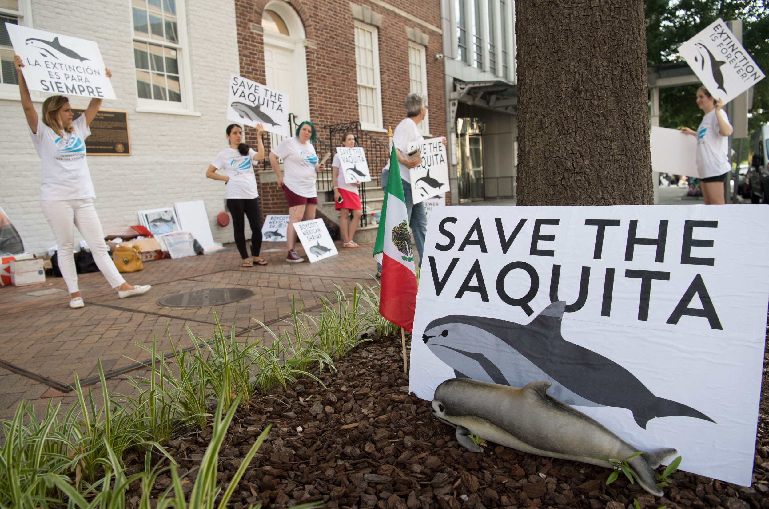 Mexico Lifts Ban on Fishing in Vaquita Habitat, Potentially Dooming