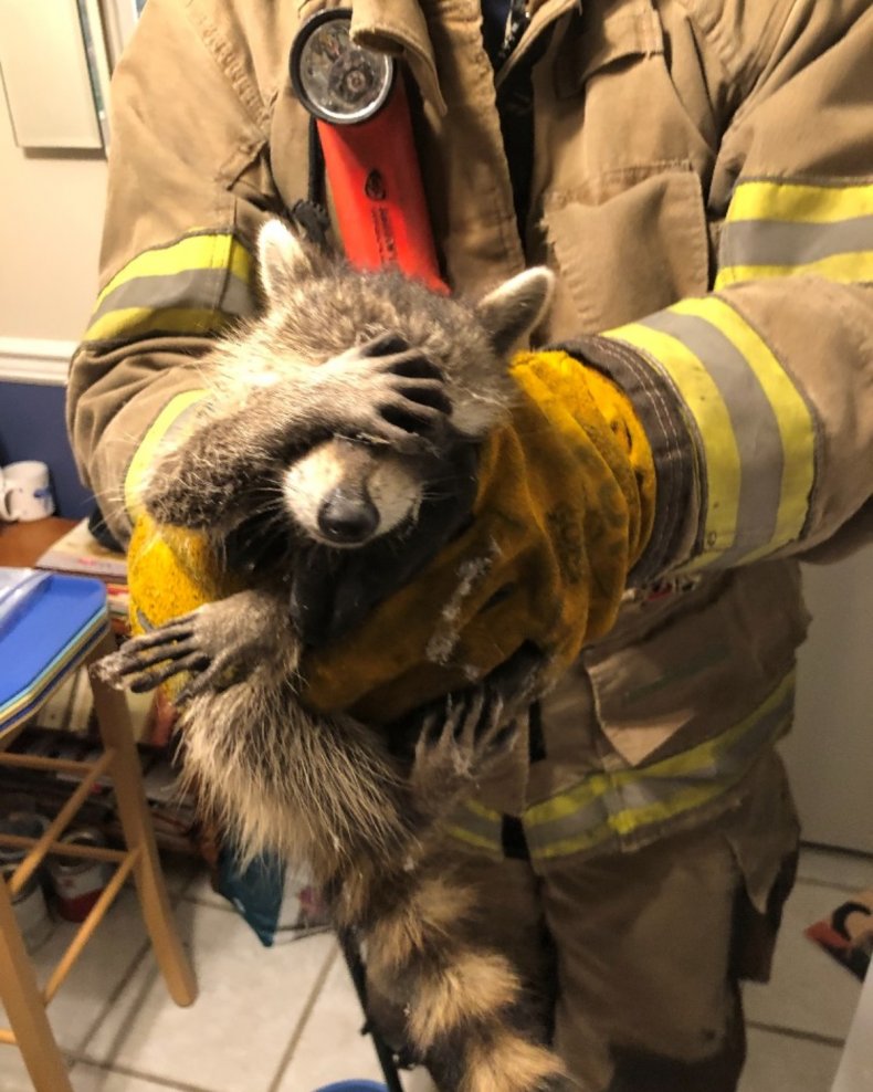 embarrassed raccoon