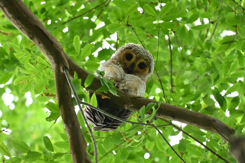 A spotted wood owl sits in tree.