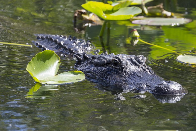 Alligator