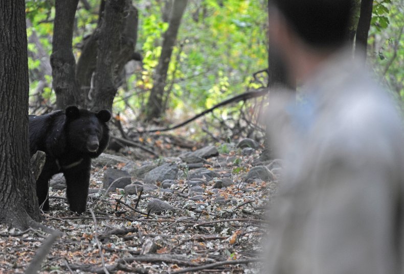 black bear pennsylvania attack megan alborg