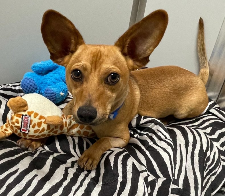 Two-year-old Norbit is a Chihuahua.