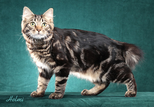 Loyal cheap cat breeds