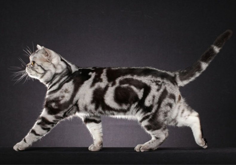 American Shorthair