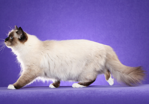 Loyal cheap cat breeds