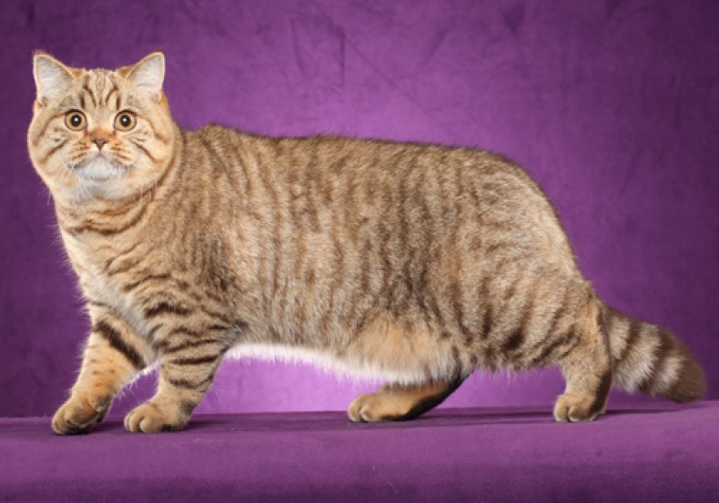 British Shorthair