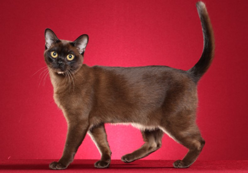 Burmese