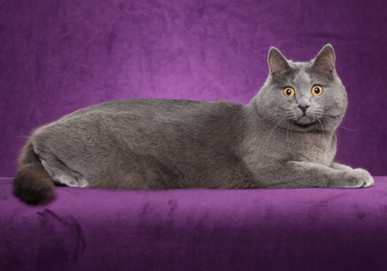 Chartreux