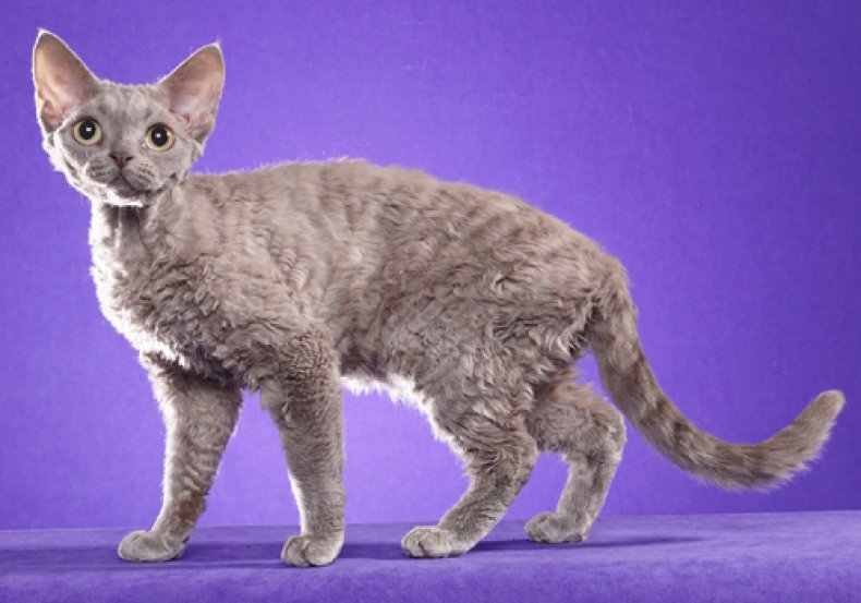 Devon Rex