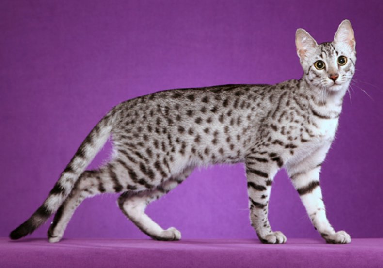 Egyptian Mau