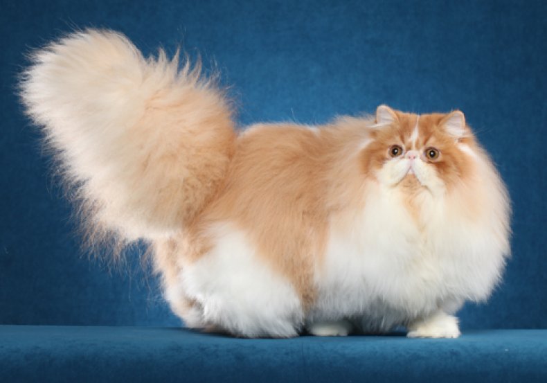 Persian