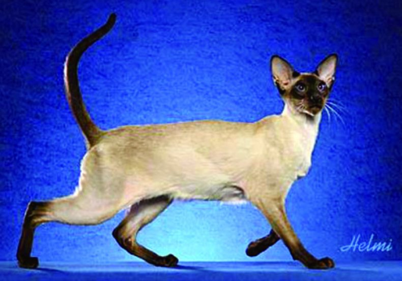 Siamese