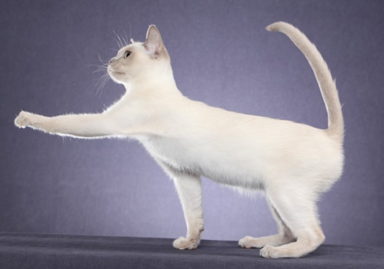Tonkinese