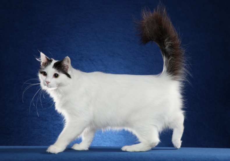 Turkish Van