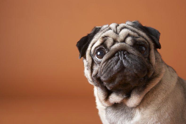 Pugs
