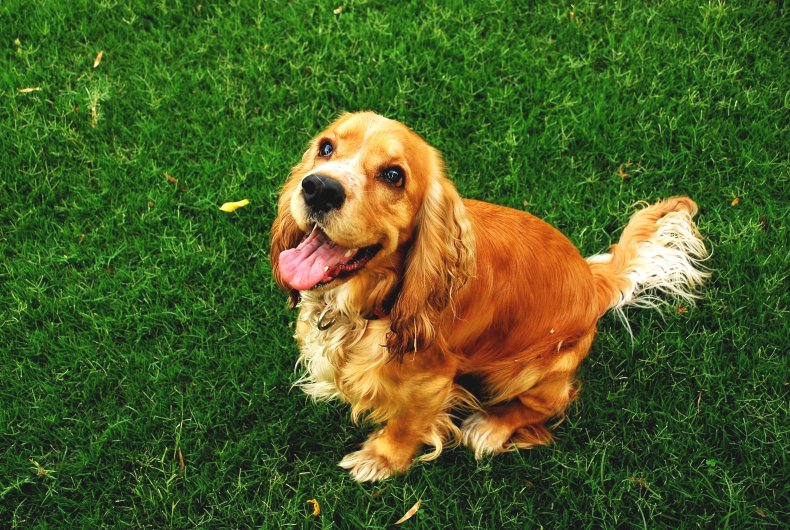 Cocker Spaniels