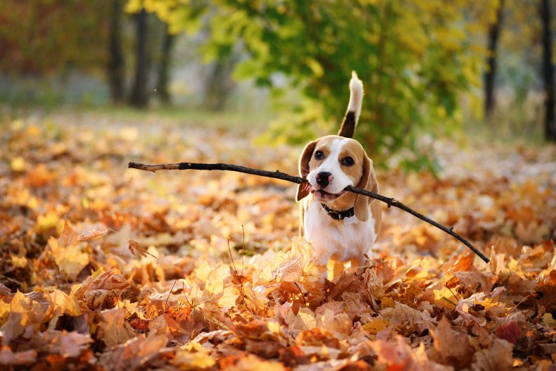 Beagles