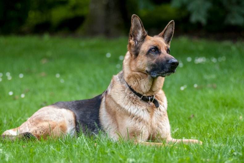 German Shepherd Dogs