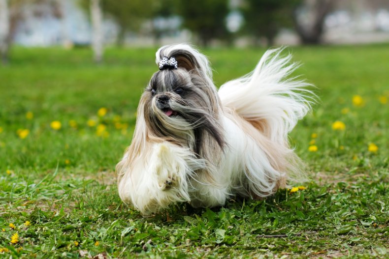 Shih Tzu