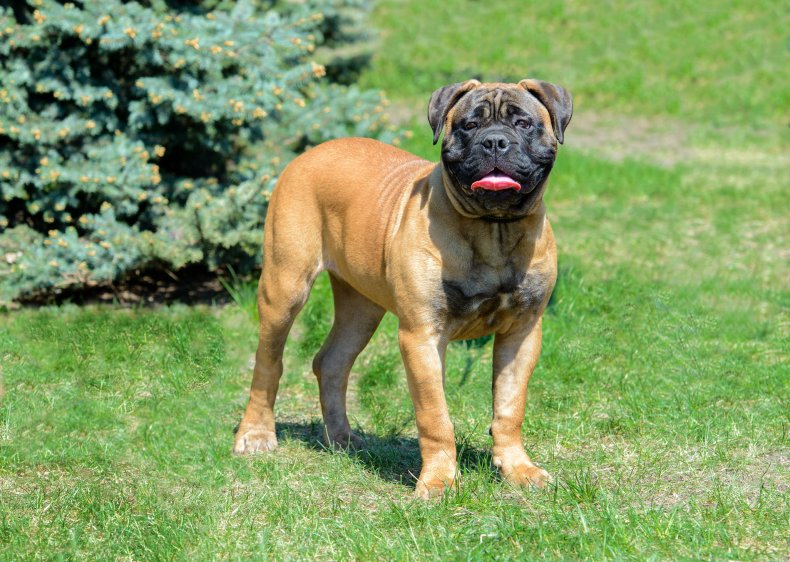 Bullmastiffs