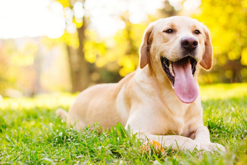 Labrador Retrievers