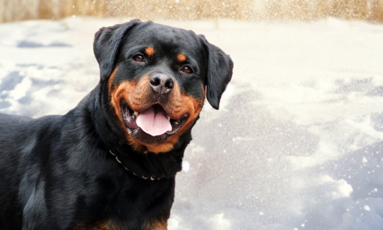 Rottweilers