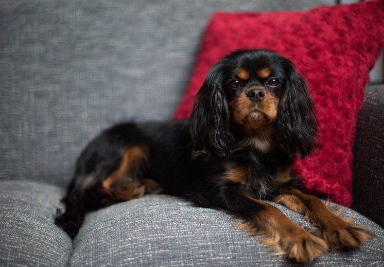 Cavalier King Charles Spaniels