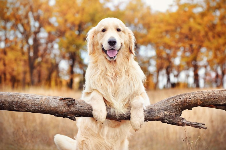 Golden Retrievers