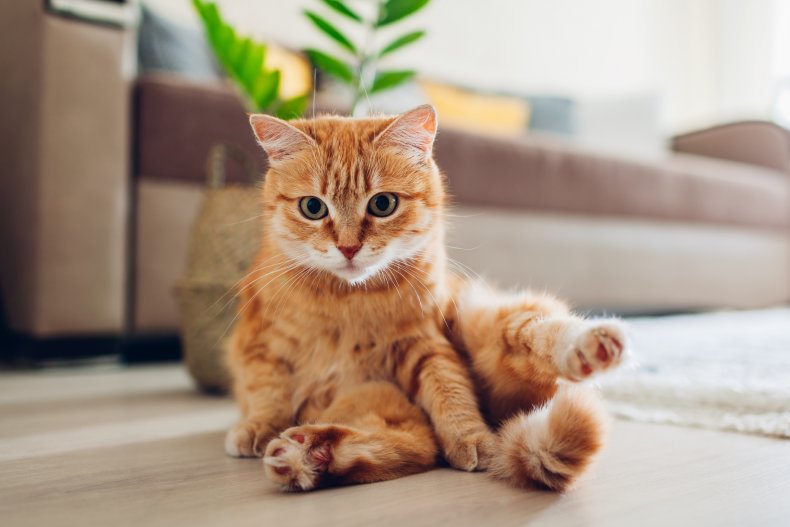 Small ginger cat sat on floor
