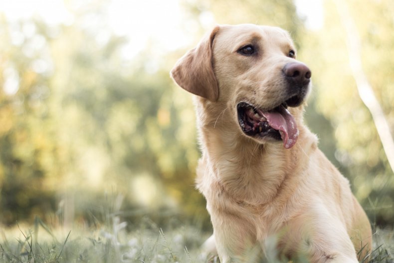 Dog rescued from between two walls