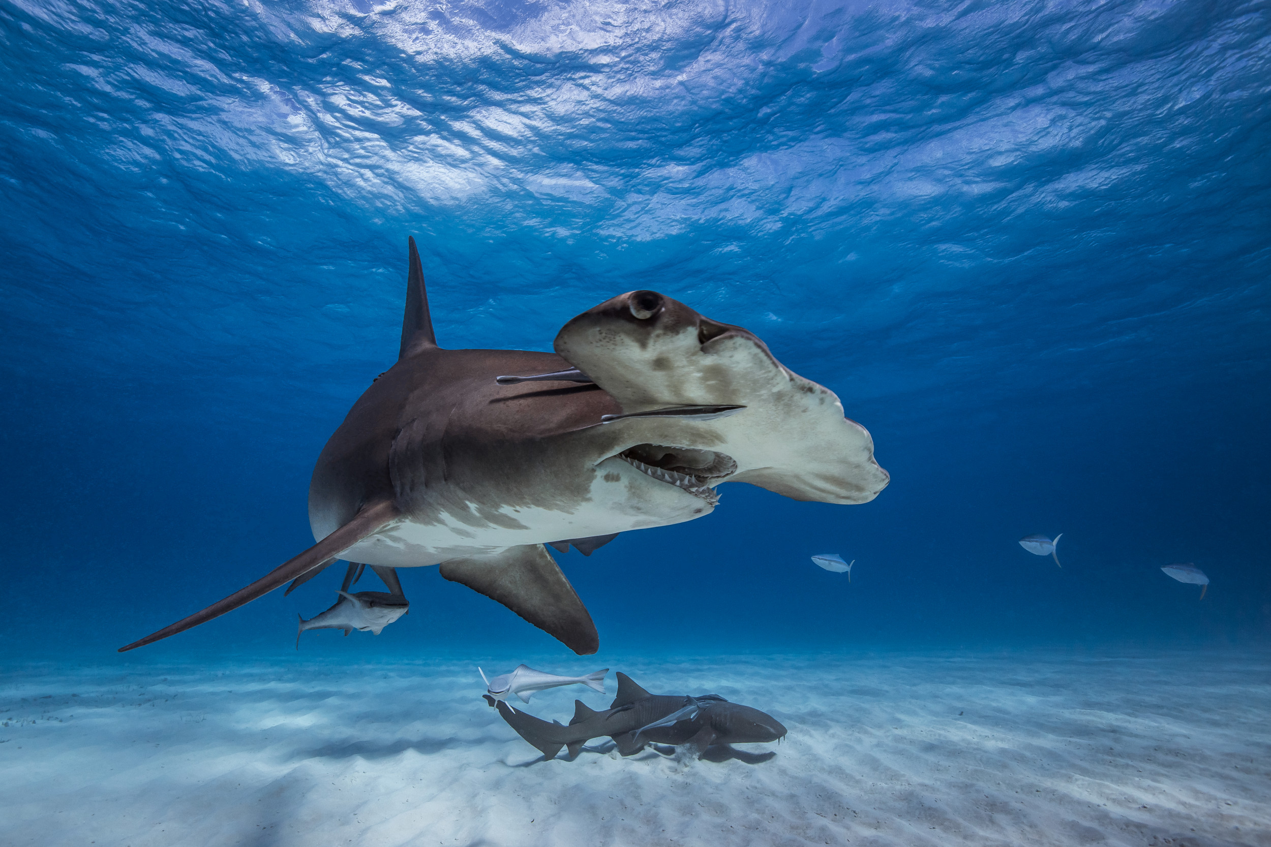 people swimming with sharks unknowingly