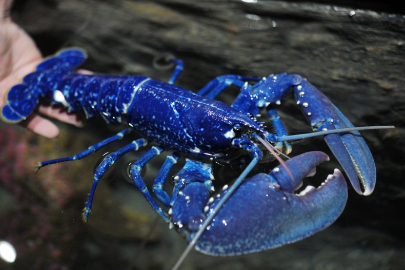  blue lobster 