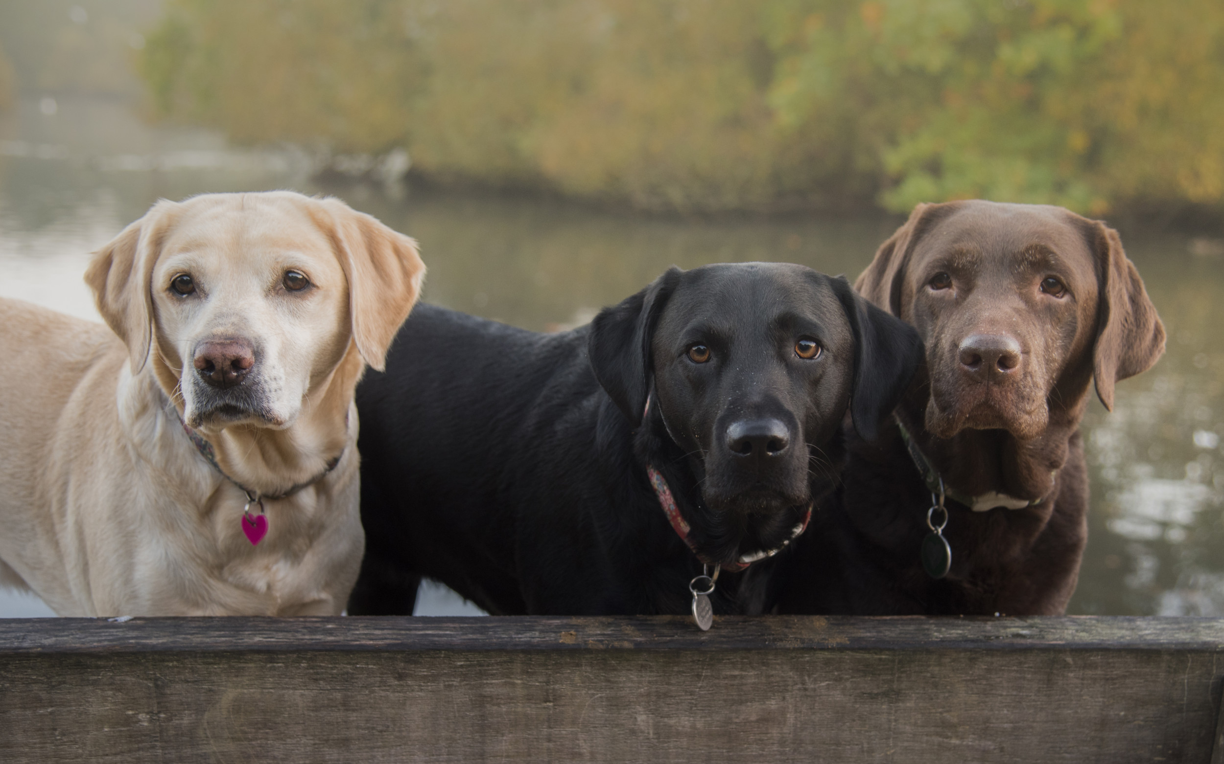 Labrador sales large breed