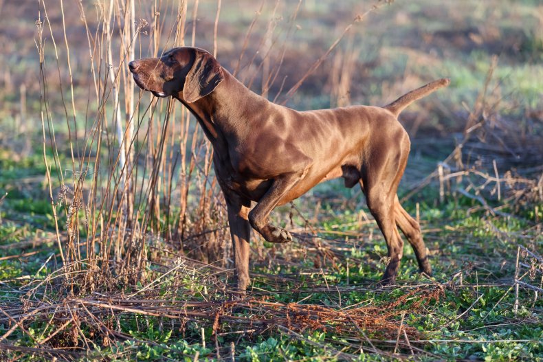 German Pointer