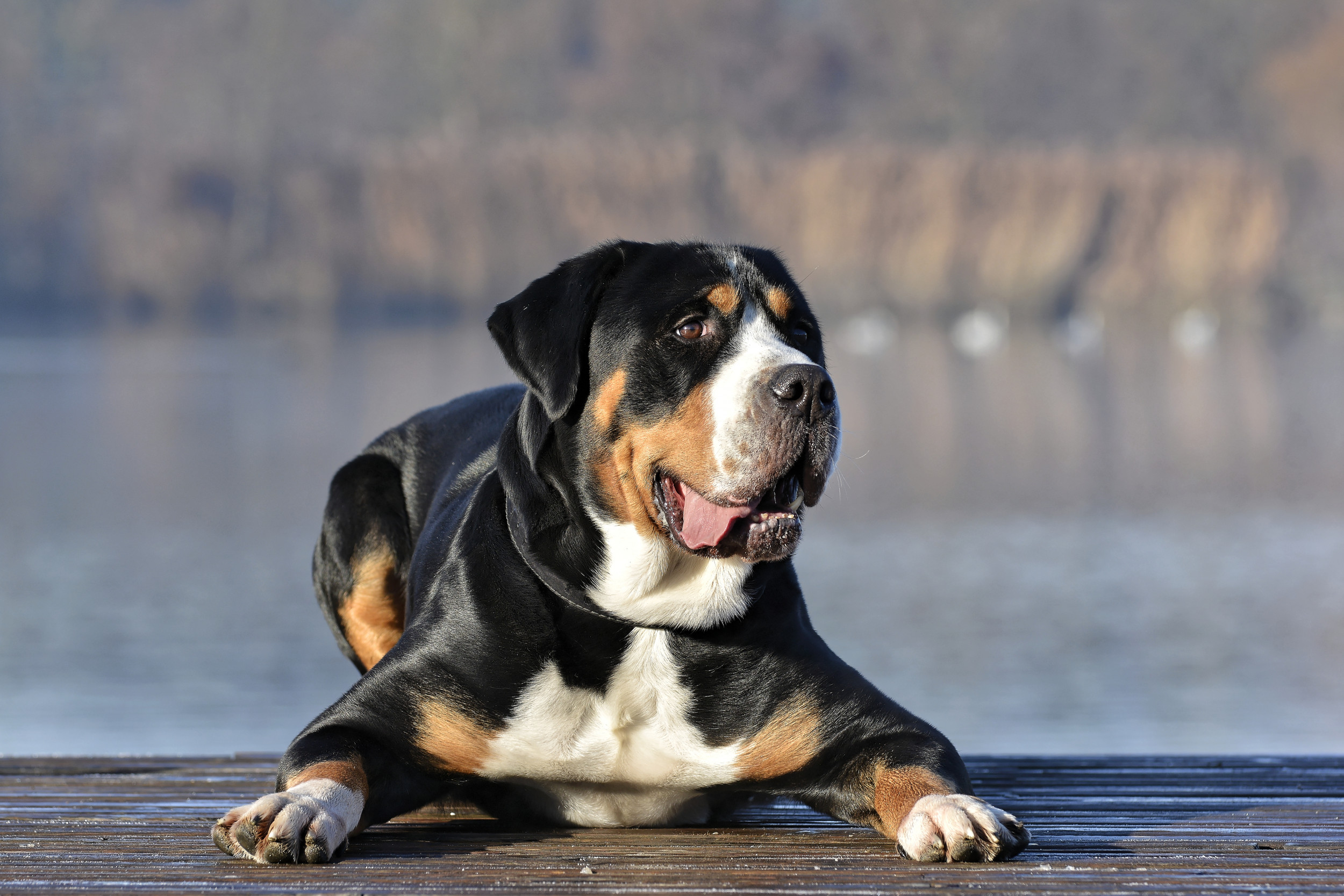 Top large breed clearance dogs