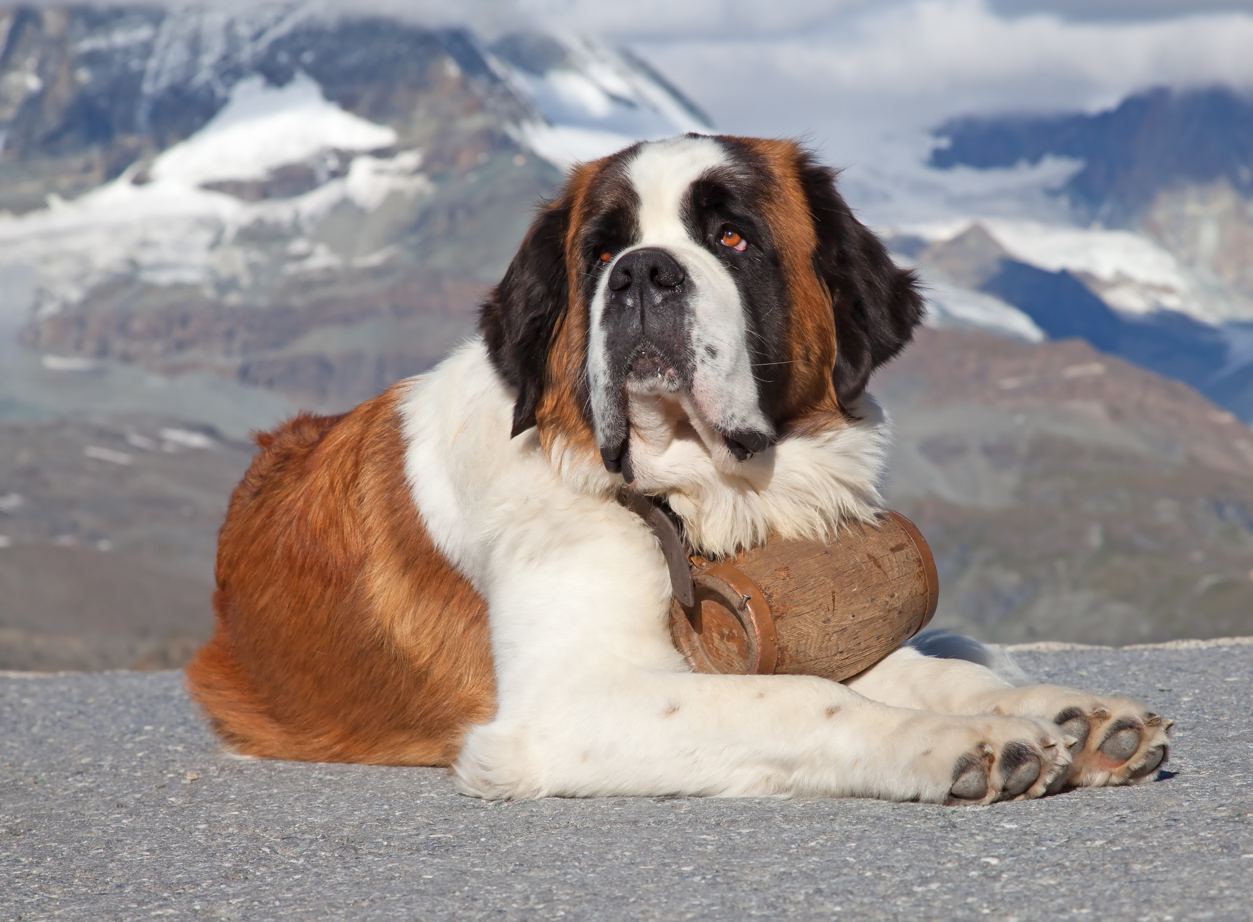 Big lovable shop dog breeds