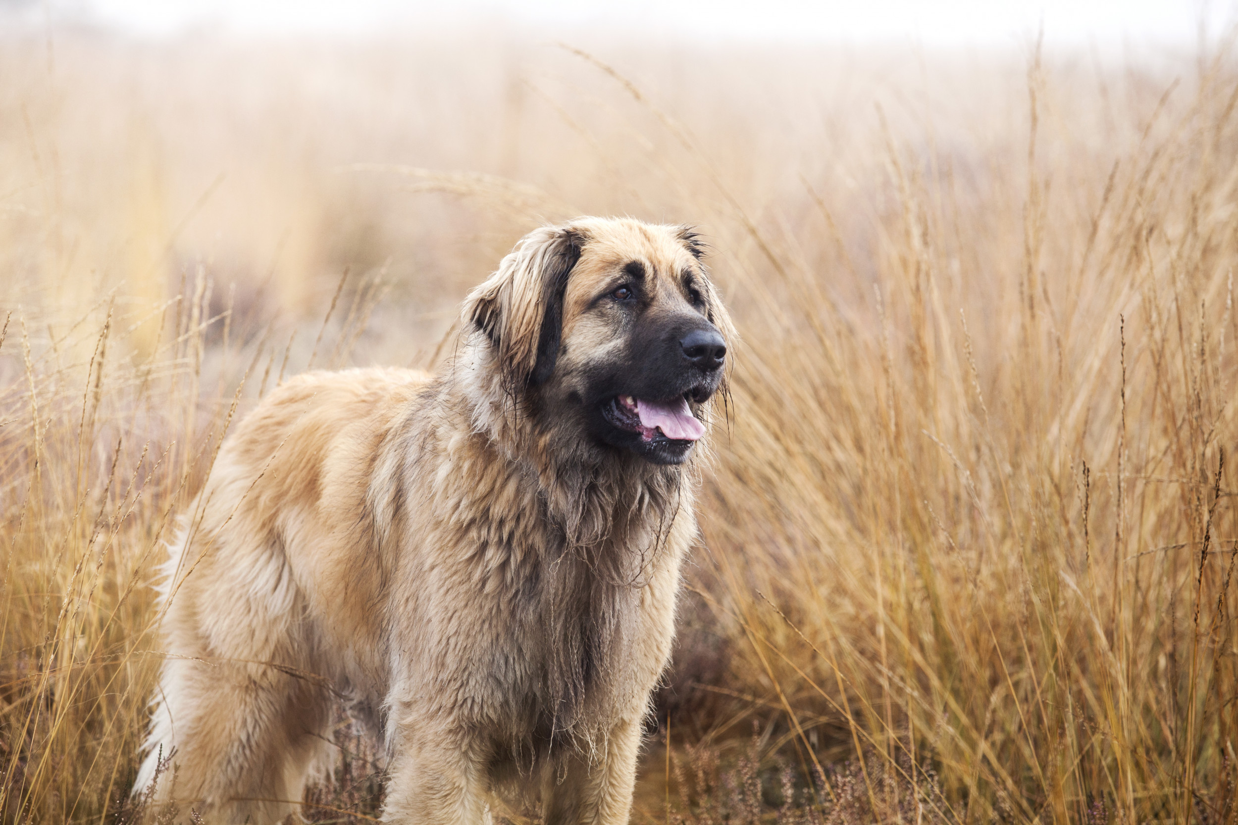 Big friendly dog breeds hotsell