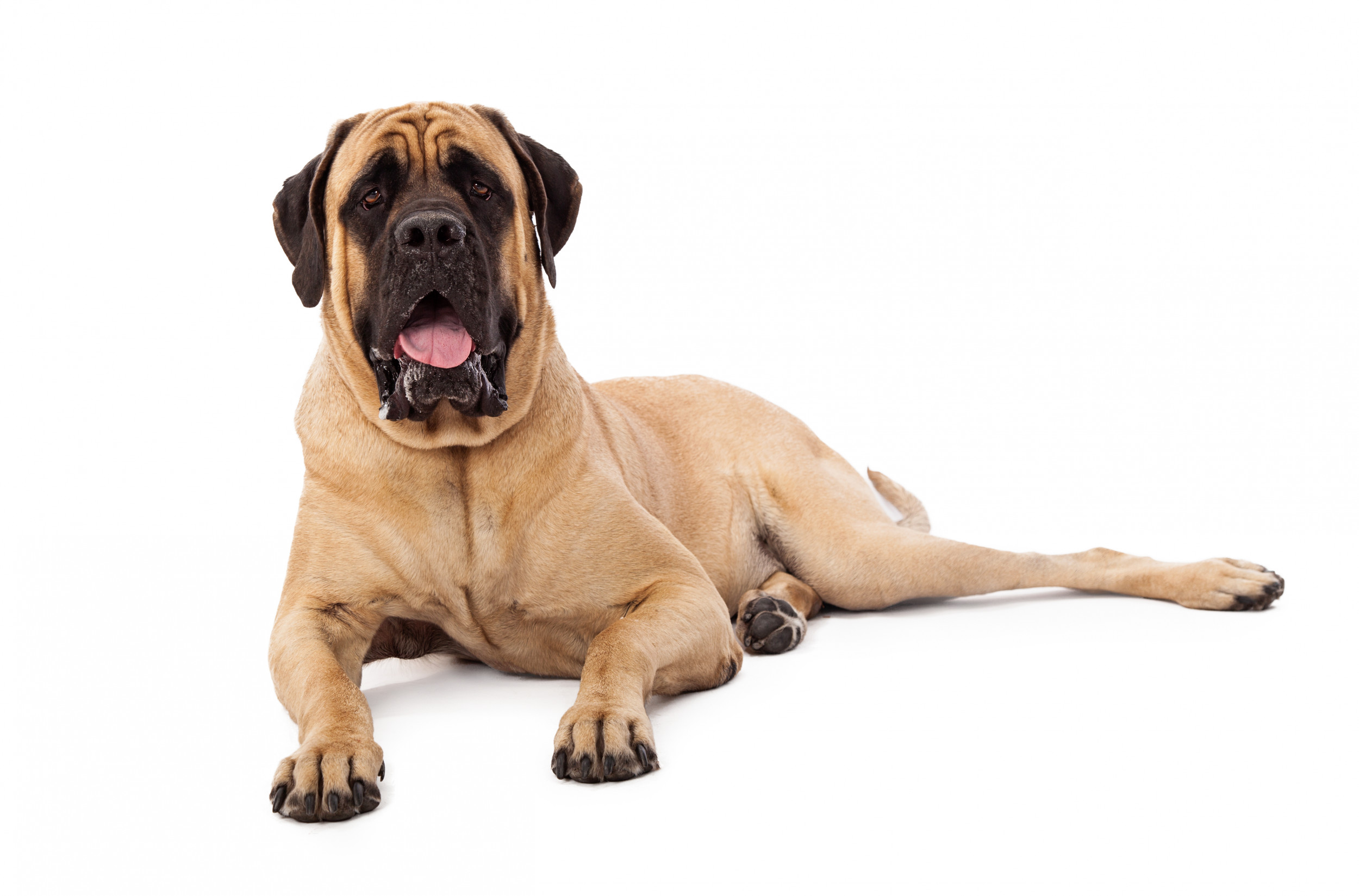 affectionate large dog breeds