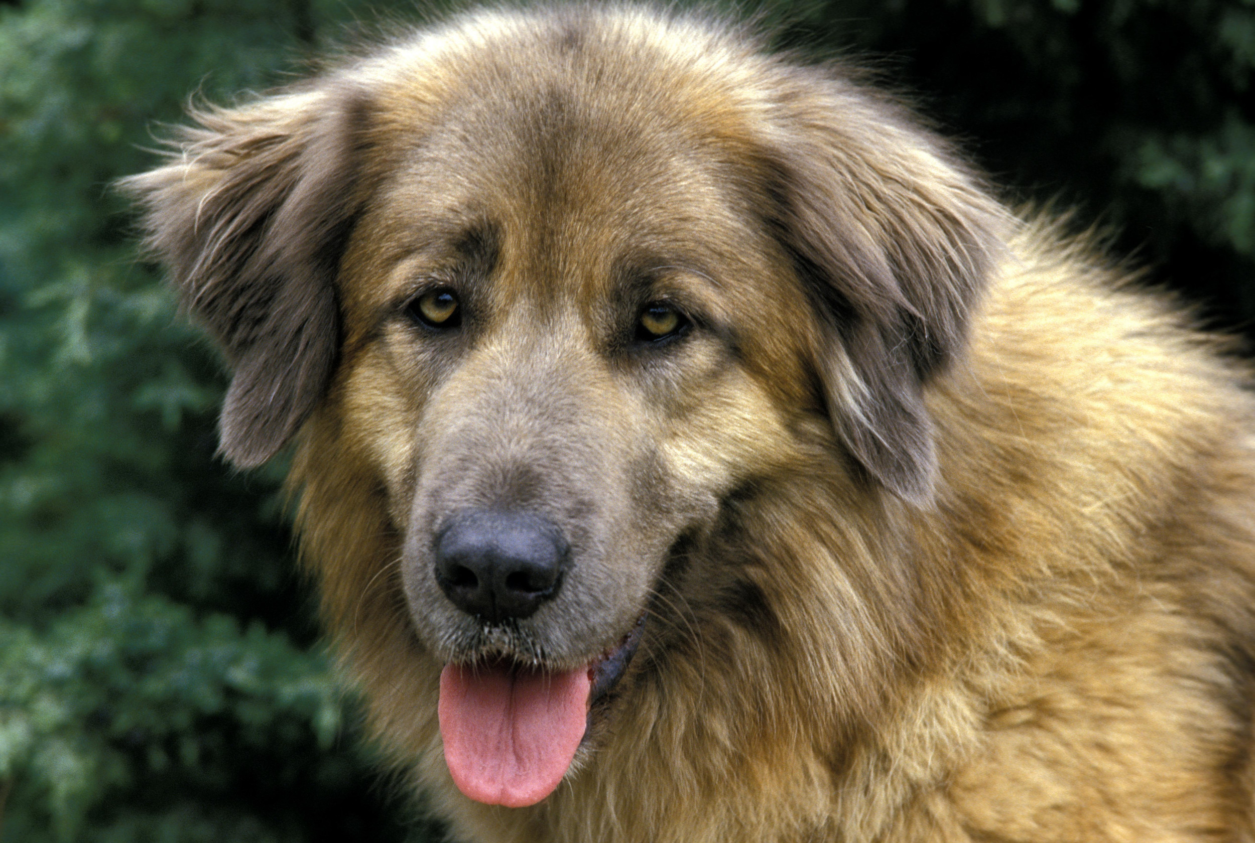 Top 25 Most Affectionate Large Breed Dogs