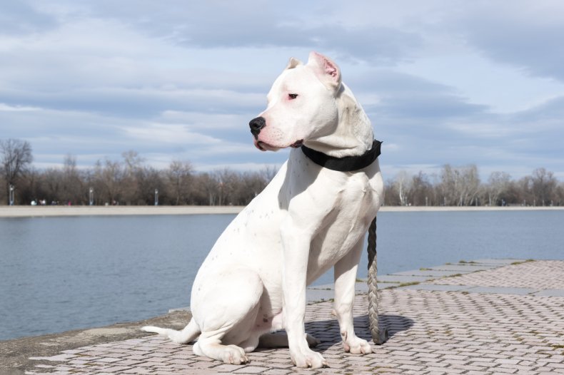 Dogo Argentino
