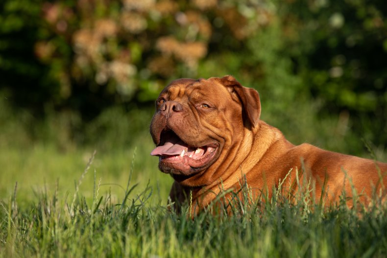 Dogue de Bordeaux
