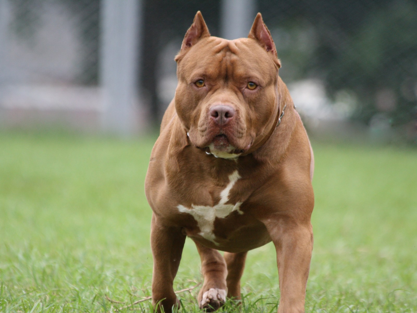 Pit Bulls Maul Owner To Death In Her Home Pit Bulls Maul Owner To Death In Her Home